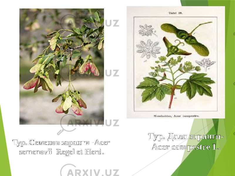 Тур. Дала заранги- Acer campestre L.Тур. Семенов заранги -Acer semenovii Regel et Herd. 