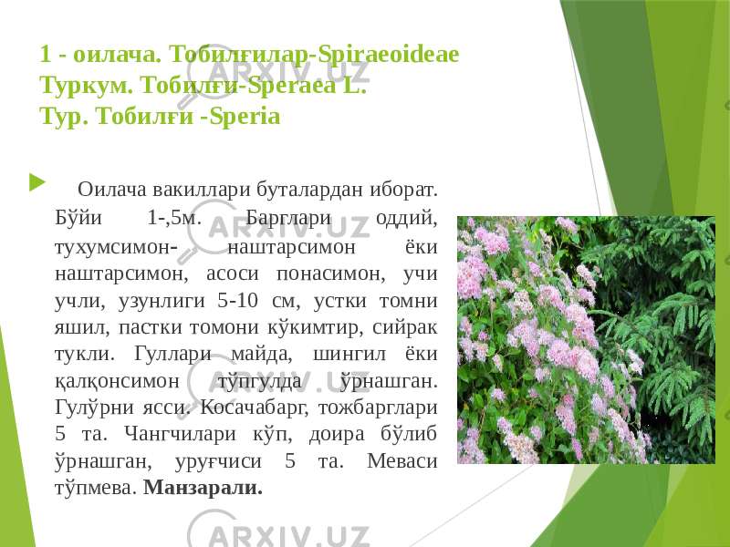 1 - оилача. Тобилғилар-Spiraeoideae Туркум. Тобилғи-Speraea L. Тур. Тобилғи -Speria  Оилача вакиллари буталардан иборат. Бўйи 1 - ,5м. Барглари оддий, тухумсимон - наштарсимон ёки наштарсимон, асоси понасимон, учи учли, узунлиги 5 - 10 см, устки томни яшил, пастки томони кўкимтир, сийрак тукли. Гуллари майда, шингил ёки қалқонсимон тўпгулда ўрнашган. Гулўрни ясси. Косачабарг, тожбарглари 5 та. Чангчилари кўп, доира бўлиб ўрнашган, уруғчиси 5 та. Меваси тўпмева. Манзарали. 