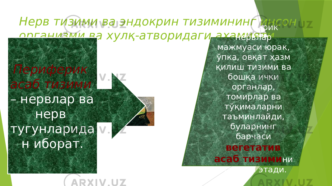 Нерв тизими ва эндокрин тизимининг инсон организми ва хулқ-атворидаги аҳамияти. Aim.UzПериферик асаб тизими – нервлар ва нерв тугунларида н иборат. Периферик нервлар мажмуаси юрак, ўпка, овқат ҳазм қилиш тизими ва бошқа ички органлар, томирлар ва тўқималарни таъминлайди, буларнинг барчаси вегетатив асаб тизими ни ташкил этади. 