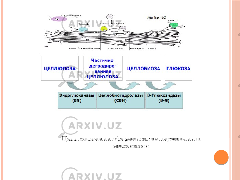 Целлюлозанинг ферментатив парчаланиш механизми. 