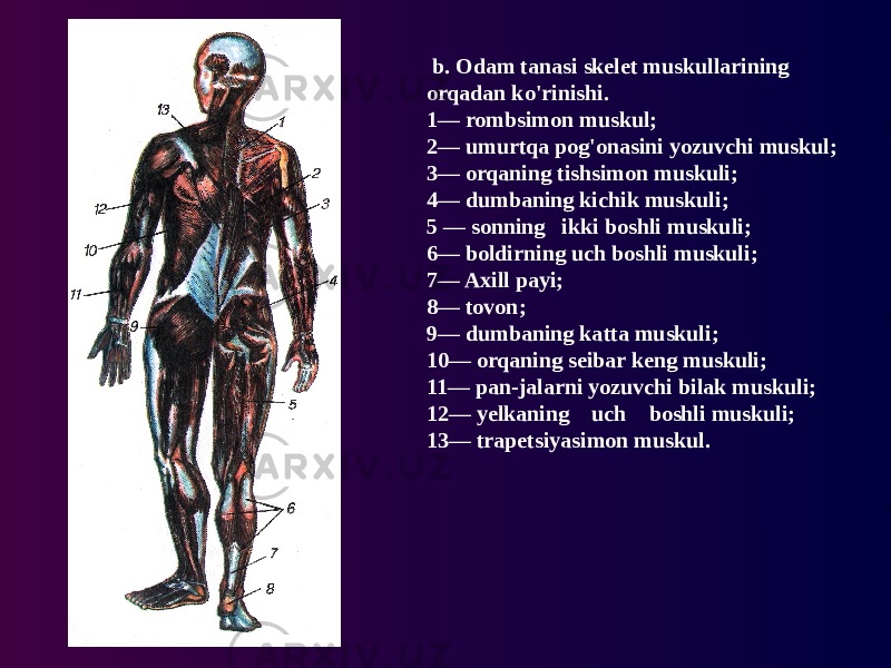  b. Odam tanasi skelet muskullarining orqadan ko&#39;rinishi. 1— rombsimon muskul; 2— umurtqa pog&#39;onasini yozuvchi muskul; 3— orqaning tishsimon muskuli; 4— dumbaning kichik muskuli; 5 — sonning ikki boshli muskuli; 6— boldirning uch boshli muskuli; 7— Axill payi; 8— tovon; 9— dumbaning katta muskuli; 10— orqaning seibar keng muskuli; 11— pan-jalarni yozuvchi bilak muskuli; 12— yelkaning uch boshli muskuli; 13— trapetsiyasimon muskul. 