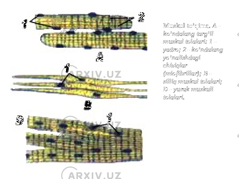 Muskul to’qima. A - ko’ndalang targ’il muskul tolalari: 1 - yadro; 2 - ko’ndalang yo’nalishdagi chiziqlar (miofibrillar); В - silliq muskul tolalari; D - yurak muskuli tolalari. 