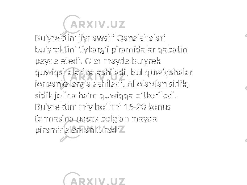 Bu&#39;yrektin&#39; jiynawshi Qanalshalari bu&#39;yrektin&#39; tiykarg&#39;i piramidalar qabatin payda etedi. Olar mayda bu&#39;yrek quwiqshalarina ashiladi, bul quwiqshalar ionxankalarg&#39;a ashiladi. Al olardan sidik, sidik jolina ha&#39;m quwiqqa o&#39;tkeriledi. Bu&#39;yrektin&#39; miy bo&#39;limi 16-20 konus formasina uqsas bolg&#39;an mayda piramidalardan turadi 