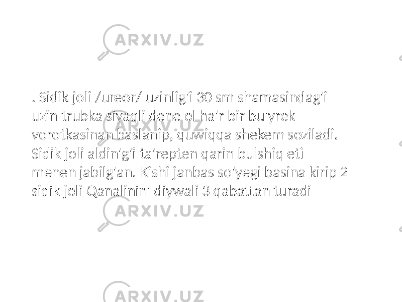 . Sidik joli /ureor/ uzinlig&#39;i 30 sm shamasindag&#39;i uzin trubka siyaqli dene ol ha&#39;r bir bu&#39;yrek vorotkasinan baslanip, quwiqqa shekem soziladi. Sidik joli aldin&#39;g&#39;i ta&#39;repten qarin bulshiq eti menen jabilg&#39;an. Kishi janbas so&#39;yegi basina kirip 2 sidik joli Qanalinin&#39; diywali 3 qabattan turadi 