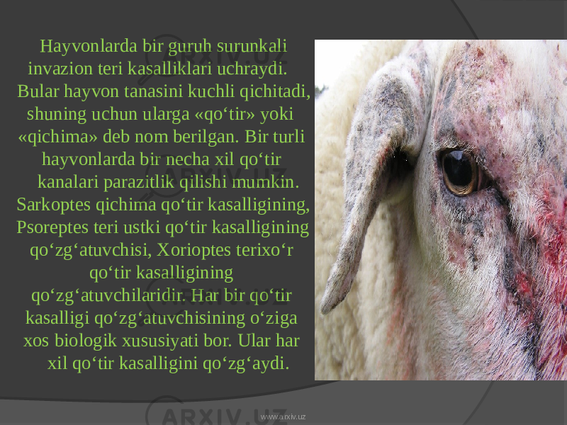  Hayvonlarda bir guruh surunkali invazion teri kasalliklari uchraydi. Bular hayvon tanasini kuchli qichitadi, shuning uchun ularga «qo‘tir» yoki «qichima» deb nom berilgan. Bir turli hayvonlarda bir necha xil qo‘tir kanalari parazitlik qilishi mumkin. Sarkoptes qichima qo‘tir kasalligining, Psoreptes teri ustki qo‘tir kasalligining qo‘zg‘atuvchisi, Xorioptes terixo‘r qo‘tir kasalligining qo‘zg‘atuvchilaridir. Har bir qo‘tir kasalligi qo‘zg‘atuvchisining o‘ziga xos biologik xususiyati bor. Ular har xil qo‘tir kasalligini qo‘zg‘aydi. www.arxiv.uz 