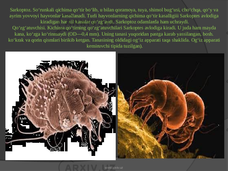 Sarkoptoz. So‘runkali qichima qo‘tir bo‘lib, u bilan qoramoya, tuya, shimol bug‘usi, cho‘chqa, qo‘y va ayrim yovvoyi hayvonlar kasallanadi. Turli hayvonlarning qichima qo‘tir kasalligiii Sarkoptes avlodiga kiradigan har xil kanalar qo‘zg‘aydi. Sarkoptoz odamlarda ham uchraydi. Qo‘zg‘atuvchisi. Kichima qo‘tirning qo‘zg‘atuvchilari Sarkoptes avlodiga kiradi. U juda ham mayda kana, ko‘zga ko‘rinmaydi (OD—0,4 mm). Uning tanasi yuqoridan pastga karab yassilangan, bosh. ko‘krak va qorin qismlari birikib ketgan. Tanasining oldidagi og‘iz apparati taqa shaklida. Og‘iz apparati kemiruvchi tipida tuzilgan). www.arxiv.uz 