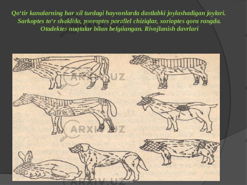 Qo‘tir kanalarning har xil turdagi hayvonlarda dastlabki joylashadigan joylari. Sarkoptes to‘r shaklida, psoroptes parallel chiziqlar, xorioptes qora rangda. Otadektes nuqtalar bilan belgilangan. Rivojlanish davrlari   www.arxiv.uz 