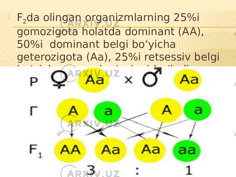  F 2 da olingan organizmlarning 25%i gomozigota holatda dominant (AA), 50%i dominant belgi bo‘yicha geterozigota (Aa), 25%i retsessiv belgi bo‘yicha gomozigota (aa) bo‘ladi. 