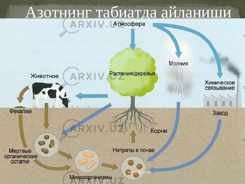 Азотнинг табиатда айланиши www.arxiv.uz 