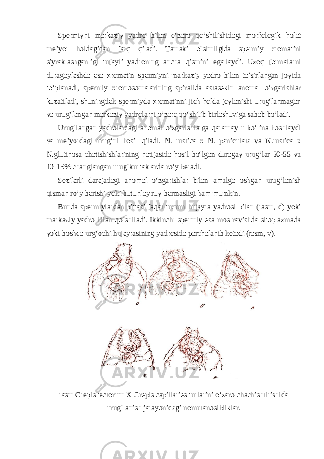 Spermiyni markaziy yadro bilan o‘zaro qo‘shilishidagi morfologik holat me’yor holdagidan farq qiladi. Tamaki o‘simligida spermiy xromatini siyraklashganligi tufayli yadroning ancha qismini egallaydi. Uzoq formalarni duragaylashda esa xromatin spermiyni markaziy yadro bilan ta’sirlangan joyida to‘planadi, spermiy xromosomalarining spiralida astasekin anomal o‘zgarishlar kuzatiladi, shuningdek spermiyda xromatinni jich holda joylanishi urug‘lanmagan va urug‘langan markaziy yadrolarni o‘zaro qo‘shilib birlashuviga sabab bo‘ladi. Urug‘langan yadrolardagi anomal o‘zgarishlarga qaramay u bo‘lina boshlaydi va me’yordagi urug‘ni hosil qiladi. N. rustica x N. paniculata va N.rustica x N.glutinosa chatishishlarining natijasida hosil bo‘lgan duragay urug‘lar 50-55 va 10-15% changlangan urug‘kurtaklarda ro‘y beradi. Sezilarli darajadagi anomal o‘zgarishlar bilan amalga oshgan urug‘lanish qisman ro‘y berishi yoki butunlay ruy bermasligi ham mumkin. Bunda spermiylardan bittasi faqat tuxum hujayra yadrosi bilan (rasm, d) yoki markaziy yadro bilan qo‘shiladi. Ikkinchi spermiy esa mos ravishda sitoplazmada yoki boshqa urg‘ochi hujayrasining yadrosida parchalanib ketadi (rasm, v). rasm Crepis tectorum X Crepis capillaries turlarini o‘zaro chachishtirishida urug‘lanish jarayonidagi nomutanosibliklar. 