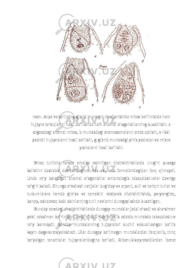 rasm. Arpa va so‘lining gibrid murtagni rivojlanishida mitoz bo‘linishda ham hujayra to‘siqlarini hosil bo‘lishida ham anomal o‘zgarishlarning kuzatilishi. a- zigotadagi anomal mitoz, b-murtakdagi xromosomalarni ortda qolishi, v-ikki yadroli hujayralarni hosil bo‘lishi, g-gibrid murtakdgi yirik yadrolar va mikro yadrolarni hosil bo‘lishi. Biroq turlicha tarzda amalga oshirilgan chatishtirishlarda urug‘ni yuzaga kelishini dastlabki davrlaridagi murtak asl, ona formalaridagidan farq qilmaydi. Unda ro‘y beradigan anomal o‘zgarishlar embriologik tabaqalashuvlar davriga to‘g‘ri keladi. Shunga o‘xshash natijalar bug‘doy va arpani, suli va tariqni turlar va turkumlararo hamda g‘o‘za va tamakini retsiprok chatishtirishda, yeryong‘oq, kanop, oshqovoq kabi ekinlarning turli navlarini duragaylashda kuzatilgan. Bunday tarzdagi chatishtirishlarda duragay murtaklar jadal o‘sadi va sharsimon yoki noksimon ko‘rinishni hosil qiladi. Keyinchalik odatda murtakda tabaqalashuv ro‘y bermaydi. Bunday murtaklarning hujayralari kuchli vakuollashgan bo‘lib keyin degeneratsiyalashadi. Ular duragay bo‘lmagan murtaklardan farqlanib, tiniq bo‘yalgan tanachalar hujayralaridagina bo‘ladi. Ribonukleoproteidlardan iborat 