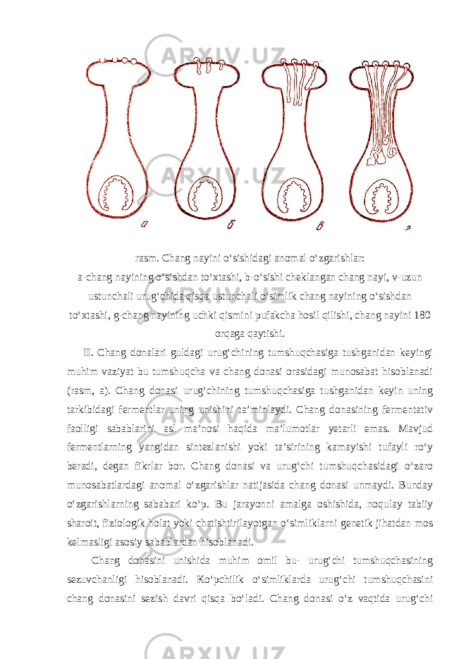 rasm. Chang nayini o‘sishidagi anomal o‘zgarishlar: a-chang nayining o‘sishdan to‘xtashi, b-o‘sishi cheklangan chang nayi, v-uzun ustunchali urug‘chida qisqa ustunchali o‘simlik chang nayining o‘sishdan to‘xtashi, g-chang nayining uchki qismini pufakcha hosil qilishi, chang nayini 180 orqaga qaytishi. II. Chang donalari guldagi urug‘chining tumshuqchasiga tushganidan keyingi muhim vaziyat bu tumshuqcha va chang donasi orasidagi munosabat hisoblanadi (rasm, a). Chang donasi urug‘chining tumshuqchasiga tushganidan keyin uning tarkibidagi fermentlar uning unishini ta’minlaydi. Chang donasining fermentativ faolligi sabablarini asl ma’nosi haqida ma’lumotlar yetarli emas. Mavjud fermentlarning yangidan sintezlanishi yoki ta’sirining kamayishi tufayli ro‘y beradi, degan fikrlar bor. Chang donasi va urug‘chi tumshuqchasidagi o‘zaro munosabatlardagi anomal o‘zgarishlar natijasida chang donasi unmaydi. Bunday o‘zgarishlarning sababari ko‘p. Bu jarayonni amalga oshishida, noqulay tabiiy sharoit, fiziologik holat yoki chatishtirilayotgan o‘simliklarni genetik jihatdan mos kelmasligi asosiy sabablardan hisoblanadi. Chang donasini unishida muhim omil bu- urug‘chi tumshuqchasining sezuvchanligi hisoblanadi. Ko‘pchilik o‘simliklarda urug‘chi tumshuqchasini chang donasini sezish davri qisqa bo‘ladi. Chang donasi o‘z vaqtida urug‘chi 