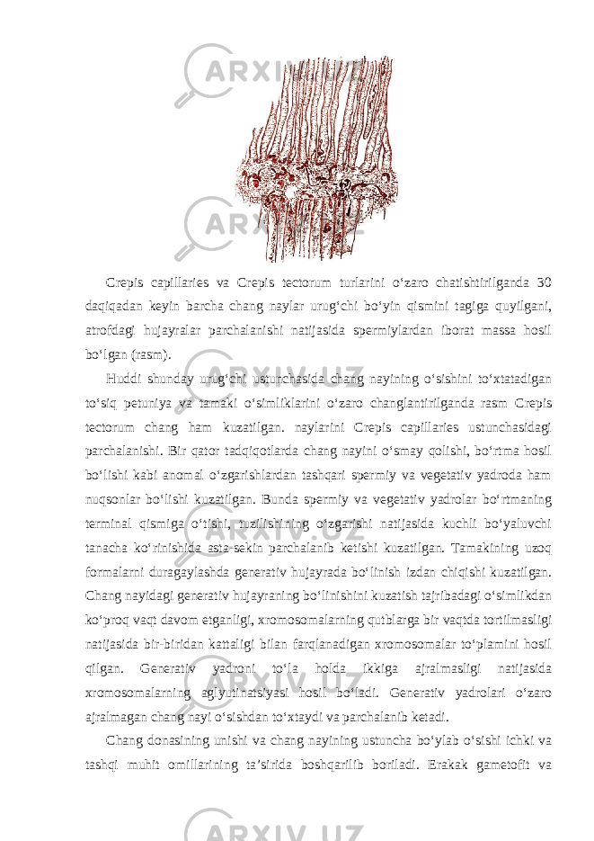 Crepis capillaries va Crepis tectorum turlarini o‘zaro chatishtirilganda 30 daqiqadan keyin barcha chang naylar urug‘chi bo‘yin qismini tagiga quyilgani, atrofdagi hujayralar parchalanishi natijasida spermiylardan iborat massa hosil bo‘lgan (rasm). Huddi shunday urug‘chi ustunchasida chang nayining o‘sishini to‘xtatadigan to‘siq petuniya va tamaki o‘simliklarini o‘zaro changlantirilganda rasm Crepis tectorum chang ham kuzatilgan. naylarini Crepis capillaries ustunchasidagi parchalanishi. Bir qator tadqiqotlarda chang nayini o‘smay qolishi, bo‘rtma hosil bo‘lishi kabi anomal o‘zgarishlardan tashqari spermiy va vegetativ yadroda ham nuqsonlar bo‘lishi kuzatilgan. Bunda spermiy va vegetativ yadrolar bo‘rtmaning terminal qismiga o‘tishi, tuzilishining o‘zgarishi natijasida kuchli bo‘yaluvchi tanacha ko‘rinishida asta-sekin parchalanib ketishi kuzatilgan. Tamakining uzoq formalarni duragaylashda generativ hujayrada bo‘linish izdan chiqishi kuzatilgan. Chang nayidagi generativ hujayraning bo‘linishini kuzatish tajribadagi o‘simlikdan ko‘proq vaqt davom etganligi, xromosomalarning qutblarga bir vaqtda tortilmasligi natijasida bir-biridan kattaligi bilan farqlanadigan xromosomalar to‘plamini hosil qilgan. Generativ yadroni to‘la holda ikkiga ajralmasligi natijasida xromosomalarning aglyutinatsiyasi hosil bo‘ladi. Generativ yadrolari o‘zaro ajralmagan chang nayi o‘sishdan to‘xtaydi va parchalanib ketadi. Chang donasining unishi va chang nayining ustuncha bo‘ylab o‘sishi ichki va tashqi muhit omillarining ta’sirida boshqarilib boriladi. Erakak gametofit va 