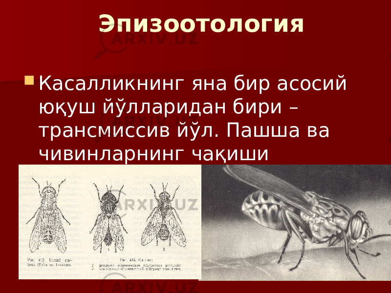 Эпизоотология  Касалликнинг яна бир асосий юқуш йўлларидан бири – трансмиссив йўл. Пашша ва чивинларнинг чақиши нтижасида. 