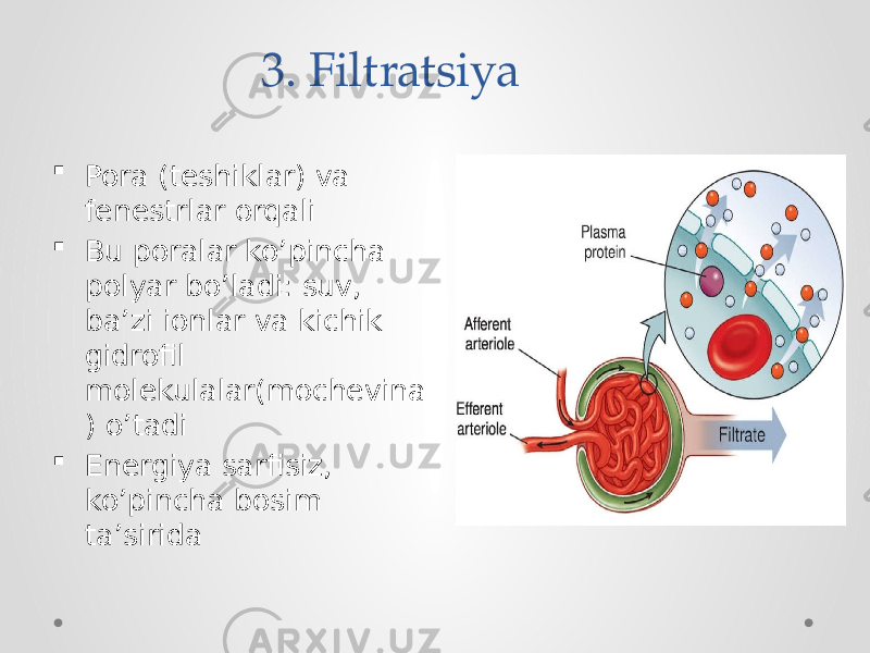 3. Filtratsiya  Pora (teshiklar) va fenestrlar orqali  Bu poralar ko’pincha polyar bo’ladi: suv, ba’zi ionlar va kichik gidrofil molekulalar(mochevina ) o’tadi  Energiya sarfisiz, ko’pincha bosim ta’sirida 