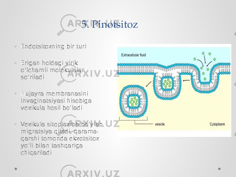 5. Pinotsitoz • Endotsitozning bir turi • Erigan holdagi yirik o’lchamli molekulalar so’riladi • Hujayra membranasini invaginatsiyasi hisobiga vezikula hosil bo’ladi • Vezikula sitoplazma bo’ylab migratsiya qiladi, qarama- qarshi tomonda ekzotsitoz yo’li bilan tashqariga chiqariladi 