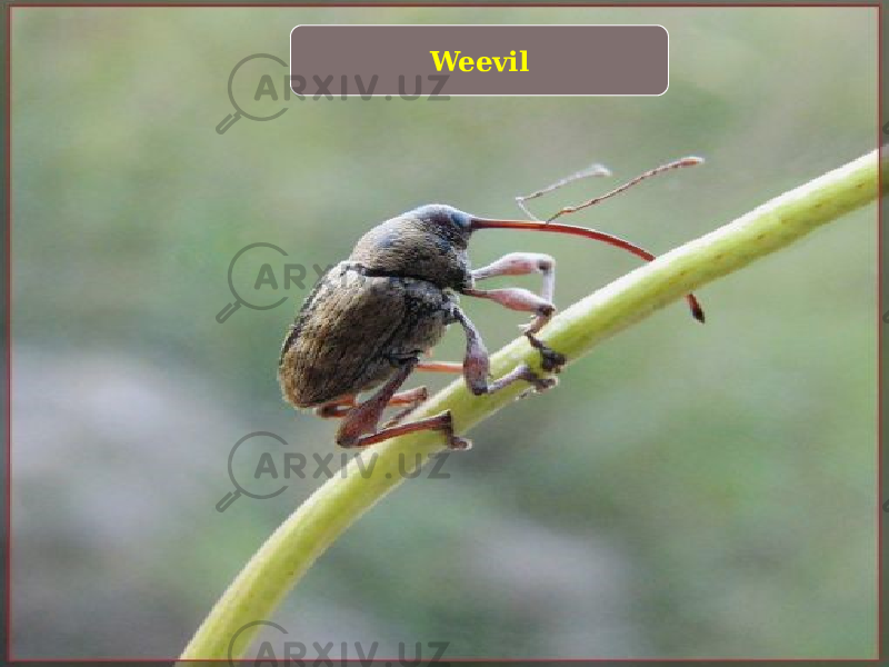www.themegallery.com Weevil 