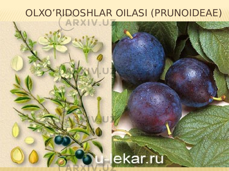  OLXO’RIDOSHLAR OILASI (PRUNOIDEAE) 
