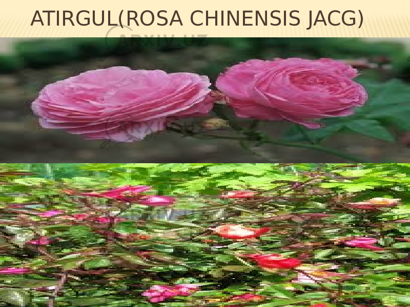  ATIRGUL(ROSA CHINENSIS JACG) 