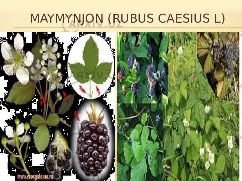  MAYMYNJON (RUBUS CAESIUS L) 
