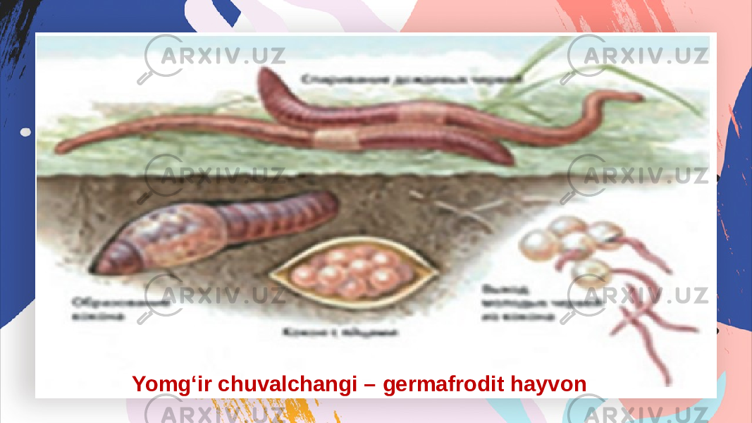 Yomg‘ir chuvalchangi – germafrodit hayvon 