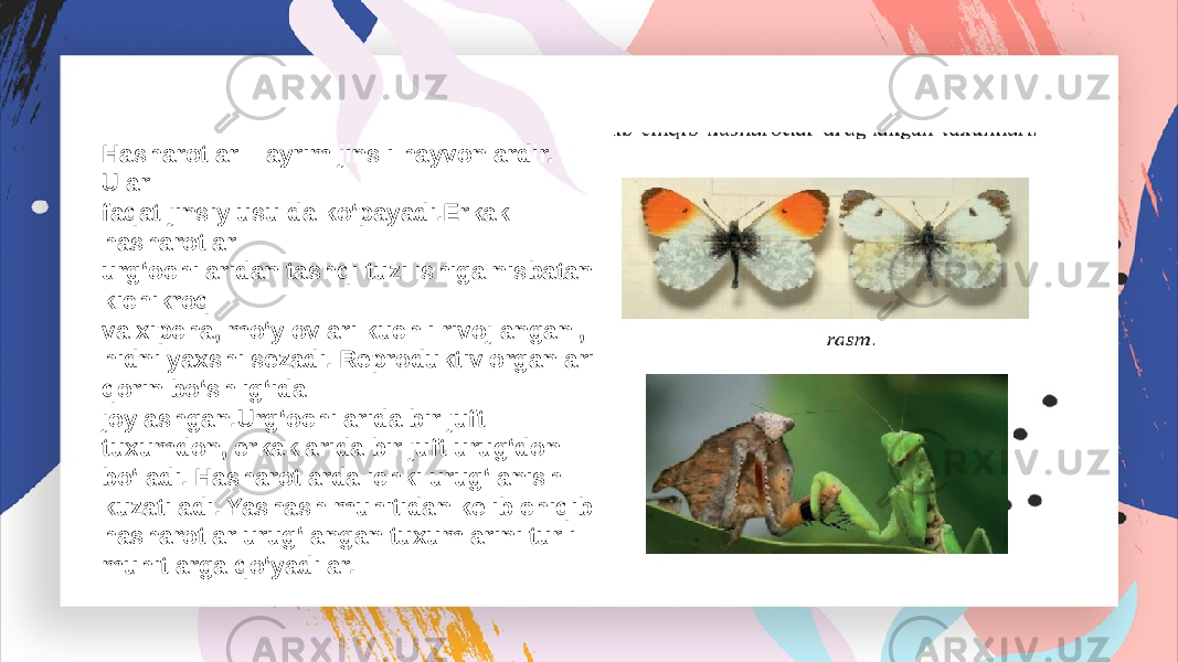 Hasharotlar – ayrim jinsli hayvonlardir. Ular faqat jinsiy usulda ko‘payadi.Erkak hasharotlar urg‘ochilaridan tashqi tuzilishiga nisbatan kichikroq va xipcha, mo‘ylovlari kuchli rivojlangan , hidni yaxshi sezadi. Reproduktiv organlari qorin bo‘shlig‘ida joylashgan.Urg‘ochilarida bir juft tuxumdon, erkaklarida bir juft urug‘don bo‘ladi. Hasharotlarda ichki urug‘lanish kuzatiladi. Yashash muhitidan kelib chiqib hasharotlar urug‘langan tuxumlarini turli muhitlarga qo‘yadilar. 