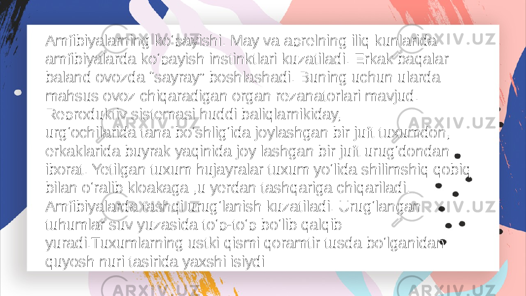 Amfibiyalarning ko‘payishi. May va aprelning iliq kunlarida amfibiyalarda ko‘payish instinktlari kuzatiladi. Erkak baqalar baland ovozda “sayray” boshlashadi. Buning uchun ularda mahsus ovoz chiqaradigan organ rezanatorlari mavjud. Reproduktiv sistemasi huddi baliqlarnikiday, urg‘ochilarida tana bo‘shlig‘ida joylashgan bir juft tuxumdon, erkaklarida buyrak yaqinida joy lashgan bir juft urug‘dondan iborat. Yetilgan tuxum hujayralar tuxum yo‘lida shilimshiq qobiq bilan o‘ralib kloakaga ,u yerdan tashqariga chiqariladi. Amfibiyalarda tashqi urug‘lanish kuzatiladi. Urug‘langan tuhumlar suv yuzasida to‘p-to‘p bo‘lib qalqib yuradi.Tuxumlarning ustki qismi qoramtir tusda bo‘lganidan quyosh nuri tasirida yaxshi isiydi 