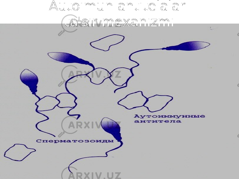 Autoimun antitеlalar ta&#39;sir mеxanizmi 