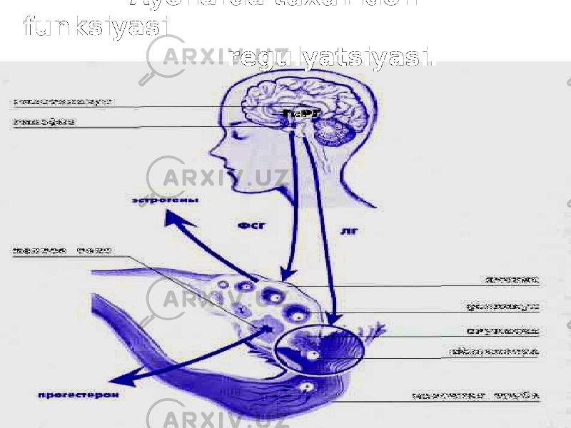  Ayollarda tuxumdon funksiyasi rеgulyatsiyasi. 