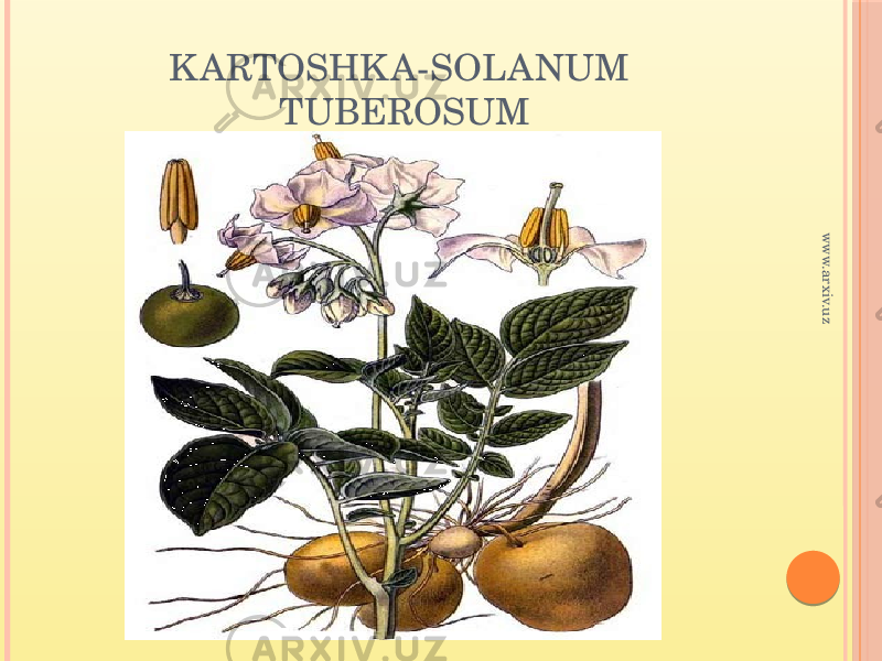 K ARTOSHK A-SOLANUM TUBEROSUMwww.arxiv.uz 