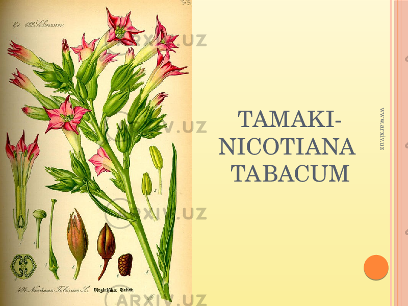 TAMAKI- NICOTIANA TABACUMwww.arxiv.uz 