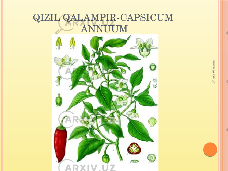 QIZIL QALAMPIR-CAPSICUM ANNUUMwww.arxiv.uz 