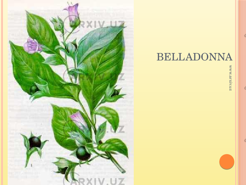 BELLADONNA www.arxiv.uz 