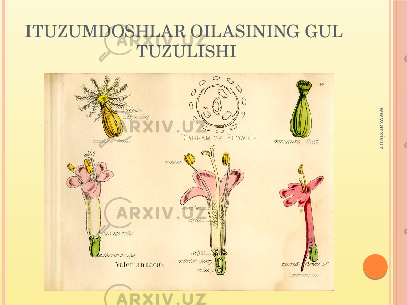 ITUZUMDOSHLAR OILASINING GUL TUZULISHIwww.arxiv.uz 