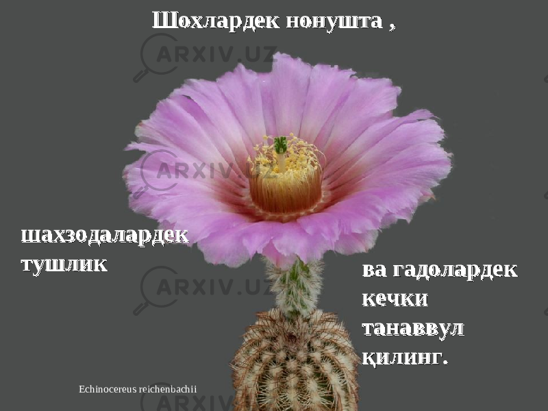 Echinocereus reichenbachii Шохлардек нонушта Шохлардек нонушта ,, шахзодалардек шахзодалардек тушликтушлик ва гадолардек ва гадолардек кечки кечки танаввул танаввул ққ ии линглинг .. 