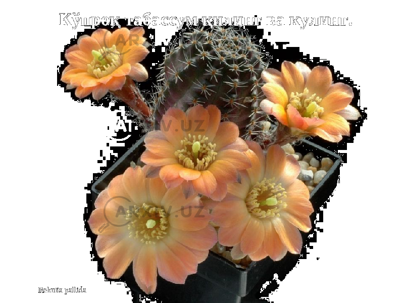 Rebutia pallida Кўпроқ табассум қилинг ва кулингКўпроқ табассум қилинг ва кулинг .. 