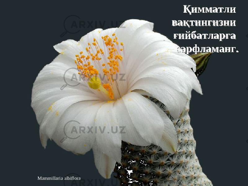 Mammillaria albiflora Қимматли Қимматли вақтингизни вақтингизни ғийбатларга ғийбатларга сарфламангсарфламанг . . 