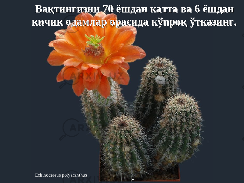 Echinocereus polyacanthus Вақтингизни 70 ёшдан катта ва 6 ёшдан Вақтингизни 70 ёшдан катта ва 6 ёшдан кичик одамлар орасида кўпроқ ўтказингкичик одамлар орасида кўпроқ ўтказинг .. 