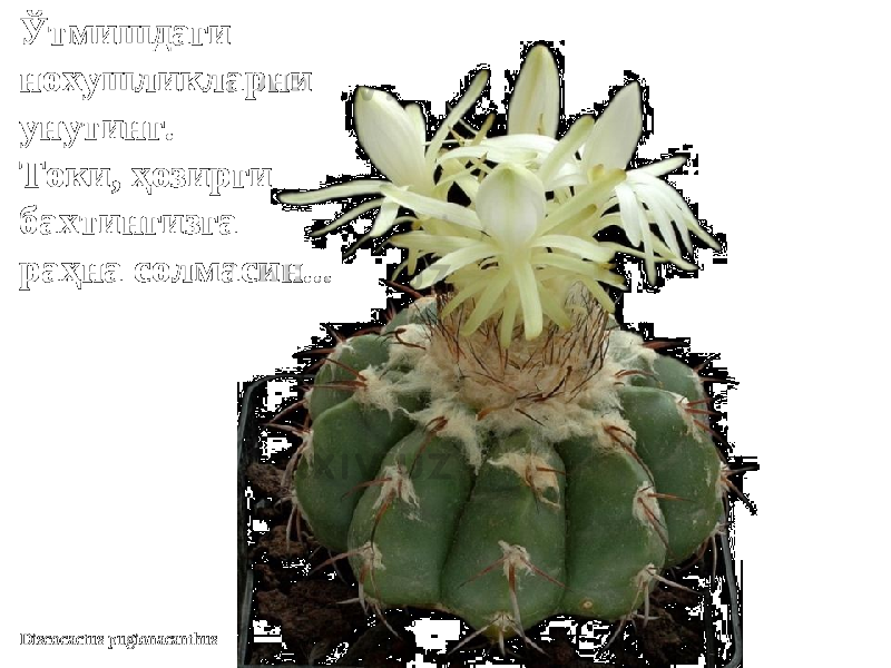 Discocactus pugionacanthus Ўтмишдаги Ўтмишдаги нохушликларни нохушликларни унутинг.унутинг. Токи, ҳозирги Токи, ҳозирги бахтингизга бахтингизга раҳна солмасин...раҳна солмасин... 