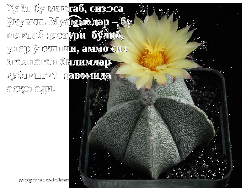 Astrophytum coahuilenseҲаёт бу мактаб, сиз эса Ҳаёт бу мактаб, сиз эса ўқувчи. Муаммолар – бу ўқувчи. Муаммолар – бу мактаб дастури бўлиб, мактаб дастури бўлиб, улар ўткинчи, аммо сиз улар ўткинчи, аммо сиз эгаллаган билимлар эгаллаган билимлар ҳаётингиз давомида ҳаётингиз давомида асқотадиасқотади .. 