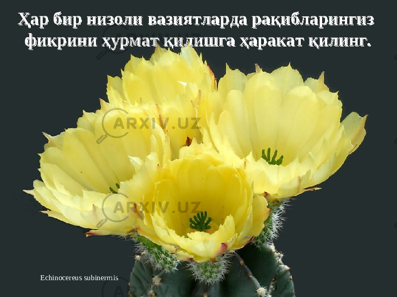 Echinocereus subinermisҲар бир низоли вазиятларда рақибларингиз Ҳар бир низоли вазиятларда рақибларингиз фикрини ҳурмат қилишга ҳаракат қилинг.фикрини ҳурмат қилишга ҳаракат қилинг. 