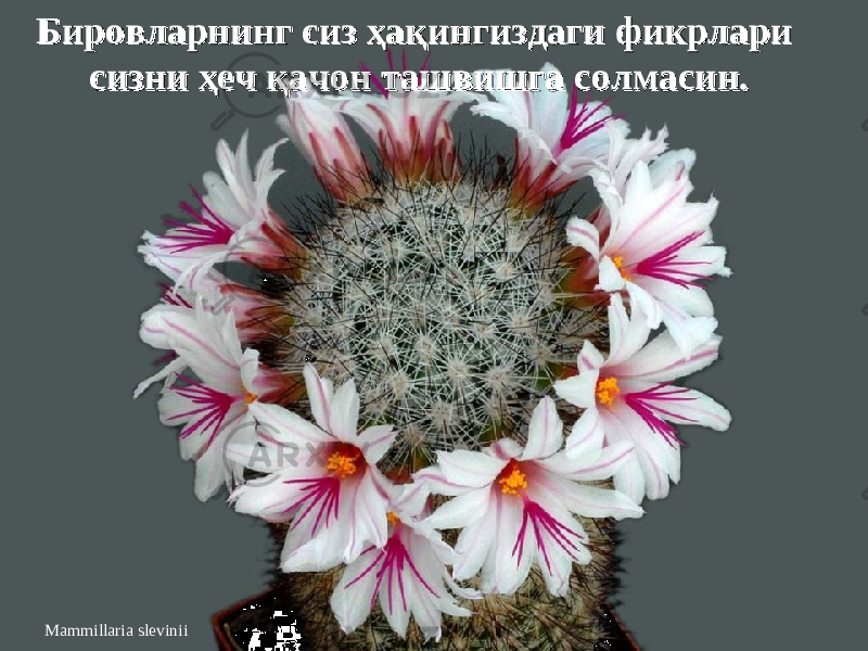 Mammillaria sleviniiБировларнинг сиз ҳақингиздаги фикрлари Бировларнинг сиз ҳақингиздаги фикрлари сизни ҳеч қачон ташвишга солмасин.сизни ҳеч қачон ташвишга солмасин. 