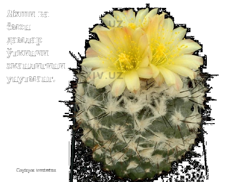 Copiapoa tenuissimaЯхши ва Яхши ва ёмон ёмон дамлар дамлар ўткинчи ўткинчи эканлигини эканлигини унутманг.унутманг. 