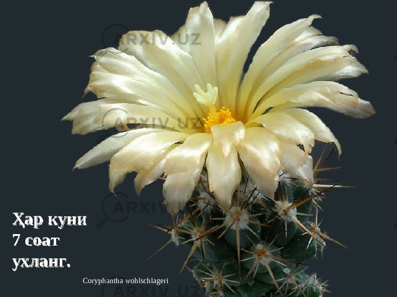 Coryphantha wohlschlageriҲар куни Ҳар куни 77 соат соат ухлангухланг .. 