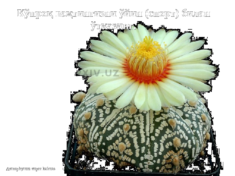 Astrophytum super kabuto Кўпроқ вақтингизни ўйинКўпроқ вақтингизни ўйин (спорт) (спорт) билан билан ўтўт кк азингазинг .. 