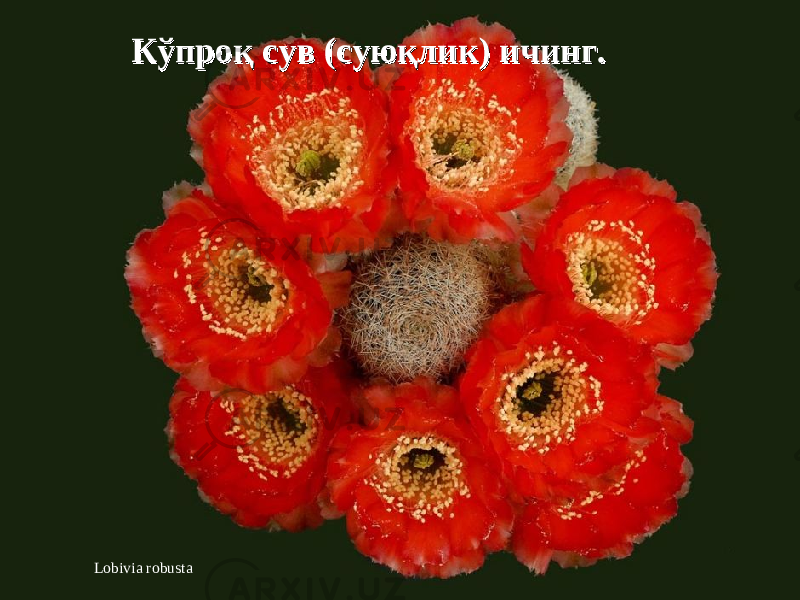 Lobivia robusta Кўпроқ сув Кўпроқ сув (сую(сую қликқлик )) ичинг ичинг .. 