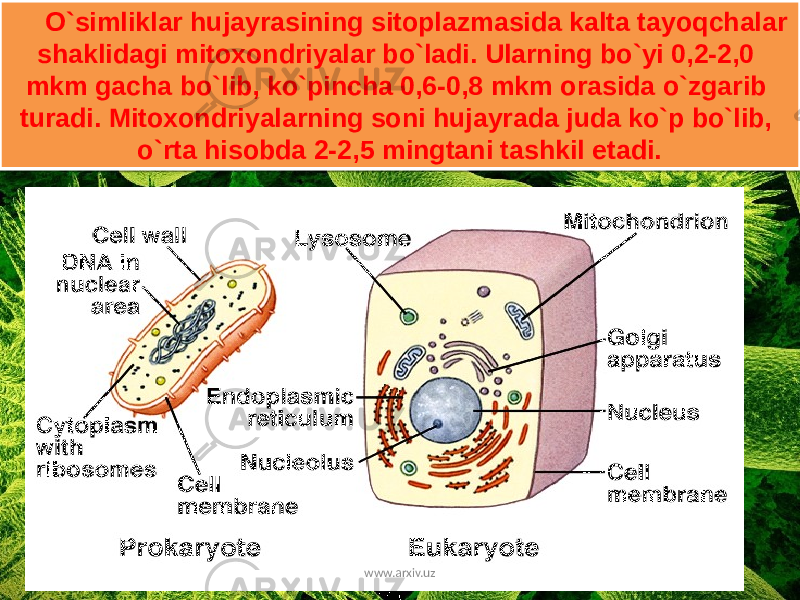 O`simliklar hujayrasining sitoplazmasida kalta tayoqchalar shaklidagi mitoxondriyalar bo`ladi. Ularning bo`yi 0,2-2,0 mkm gacha bo`lib, ko`pincha 0,6-0,8 mkm orasida o`zgarib turadi. Mitoxondriyalarning soni hujayrada juda ko`p bo`lib, o`rta hisobda 2-2,5 mingtani tashkil etadi. www.arxiv.uz22 09 0F 1202 0A 