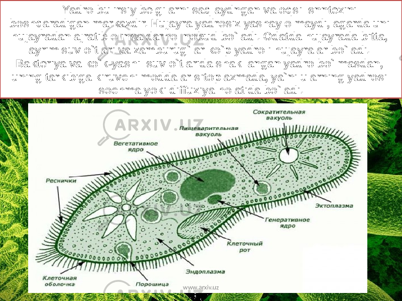 Yadro bu irsiy belgilarni saqlaydngan va oqsil snntezini boshqaradigan markazdir. Hujayra yadrosiz yashay olmaydi, agarda uni hujayradan ajratib olinsa darhol nobud bo`ladi. Odatda hujayrada bitta, ayrim suv o`tlari va zamburug`lar ko`p yadroli hujayralar bo`ladi. Bakteriya va ko`k-yashil suv o`tlarida shakllangan yadro bo`lmasdan, uning tarkibiga kiruvchi moddalar sitoplazmada, ya`ni ularning yadrosi sochma yoki diffuziya holatida bo`ladi. www.arxiv.uz 