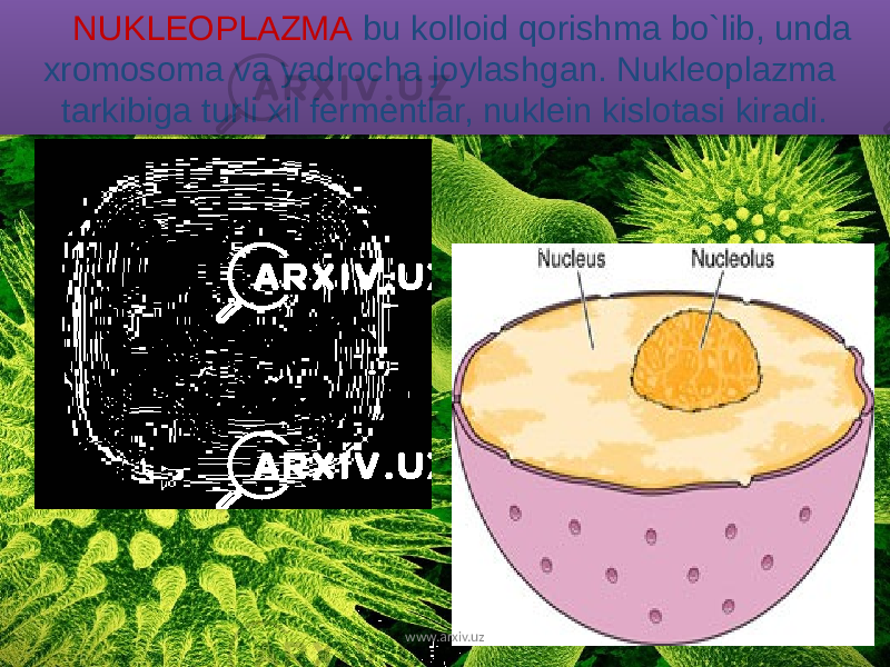 NUKLEOPLAZMA bu kolloid qorishma bo`lib, unda xromosoma va yadrocha joylashgan. Nukleoplazma tarkibiga turli xil fermentlar, nuklein kislotasi kiradi. www.arxiv.uz3D 0F 330B 10 