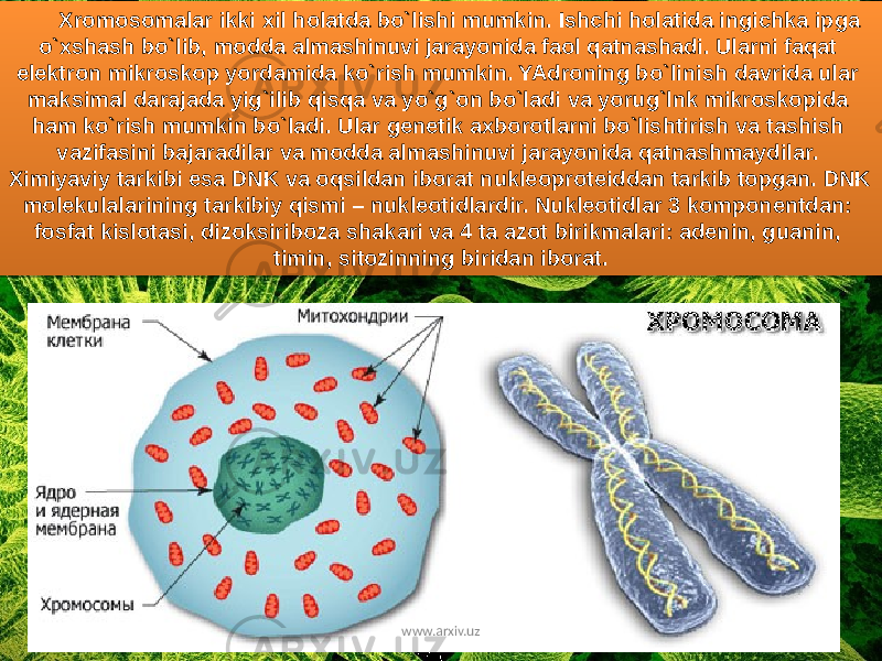 Xromosomalar ikki xil holatda bo`lishi mumkin. Ishchi holatida ingichka ipga o`xshash bo`lib, modda almashinuvi jarayonida faol qatnashadi. Ularni faqat elektron mikroskop yordamida ko`rish mumkin. YAdroning bo`linish davrida ular maksimal darajada yig`ilib qisqa va yo`g`on bo`ladi va yorug`lnk mikroskopida ham ko`rish mumkin bo`ladi. Ular genetik axborotlarni bo`lishtirish va tashish vazifasini bajaradilar va modda almashinuvi jarayonida qatnashmaydilar. Ximiyaviy tarkibi esa DNK va oqsildan iborat nukleoproteiddan tarkib topgan. DNK molekulalarining tarkibiy qismi – nukleotidlardir. Nukleotidlar 3 komponentdan: fosfat kislotasi, dizoksiriboza shakari va 4 ta azot birikmalari: adenin, guanin, timin, sitozinning biridan iborat. www.arxiv.uz2E060A0F 0A 1F 0F 13040F 16041A0E210409 2E0E0F0E0504 0F 210A09210412 120E0F0E0B 